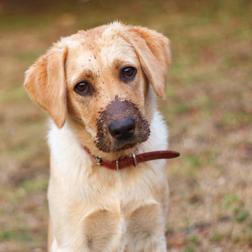 Free Golden Labrador Retriever Puppy With Dirty Snout Stock Photo