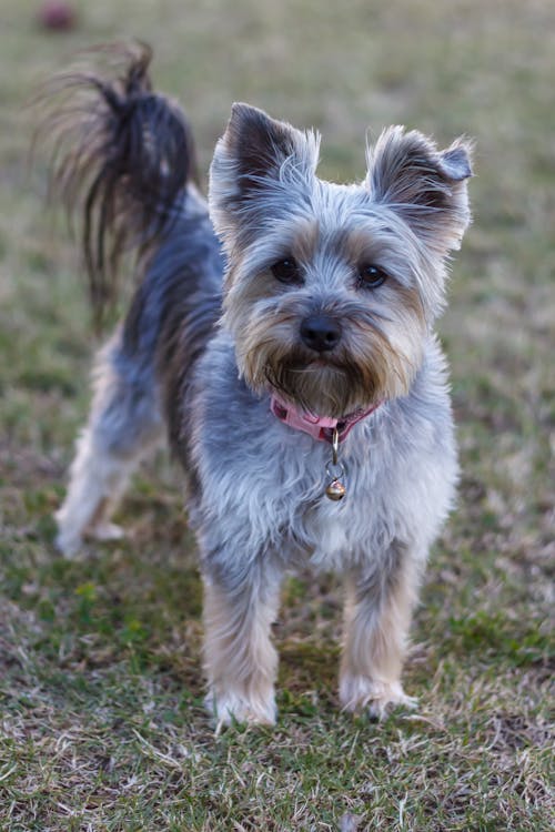 Brown and Gray Yorkshire Terrier on Green Grass Field