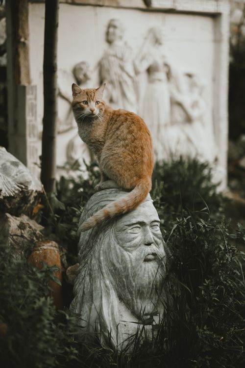 Free Ginger tabby cat perches on a stone sculpture in an outdoor setting, creating a whimsical scene. Stock Photo