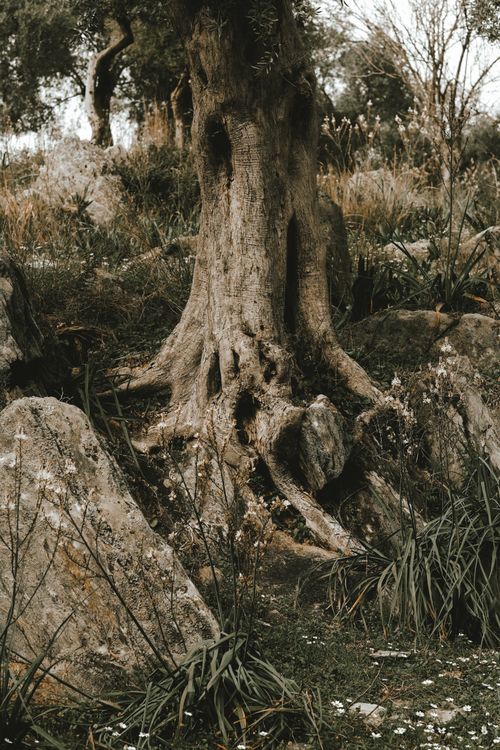 Free Close-up of a gnarled tree trunk surrounded by rocks and grass in a serene woodland setting. Stock Photo