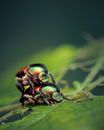 Macro Photography of Japanese Beetles Mating