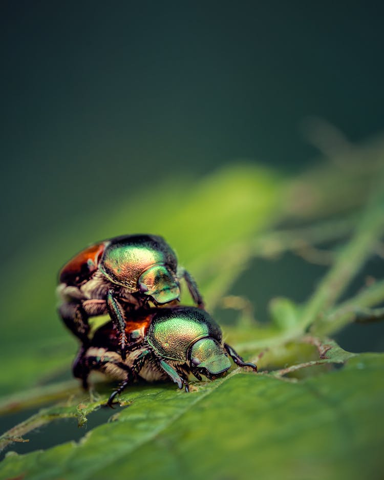Macro Photography Of Japanese Beetles Mating