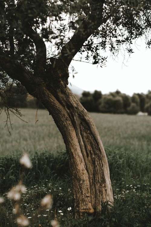 Free A rustic tree trunk stands in a peaceful meadow with lush greenery and distant trees. Stock Photo