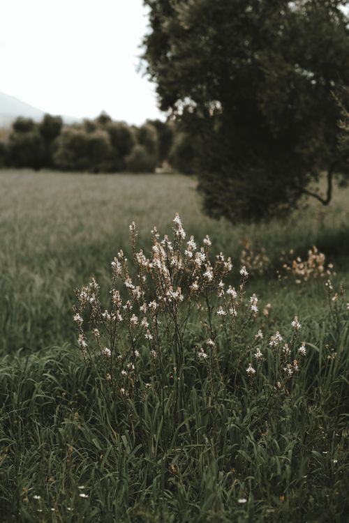 Free A peaceful landscape showcasing delicate white flowers amidst lush green grass under a natural scenic backdrop. Stock Photo