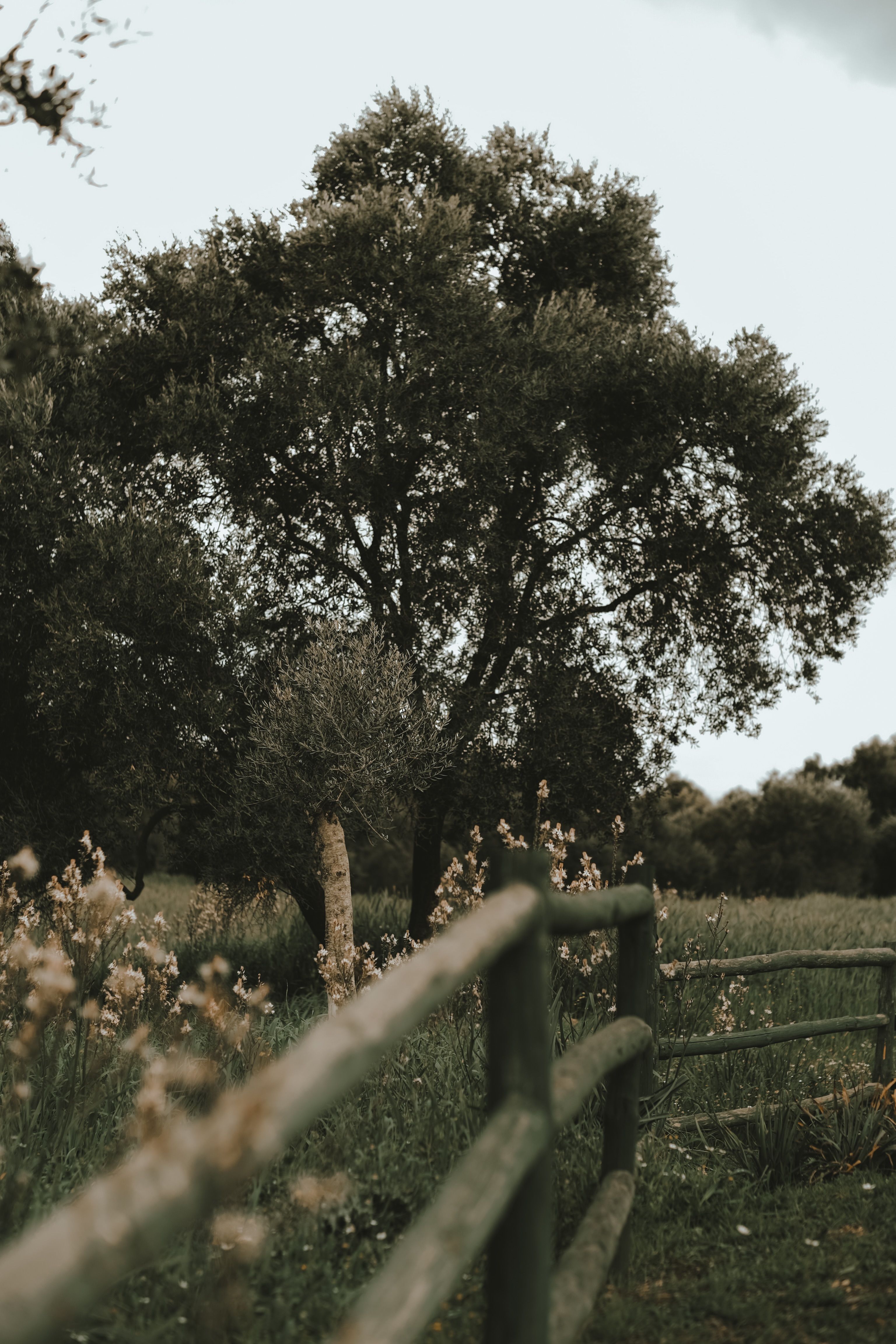 Wooden Fence on a Field in Sunlight · Free Stock Photo