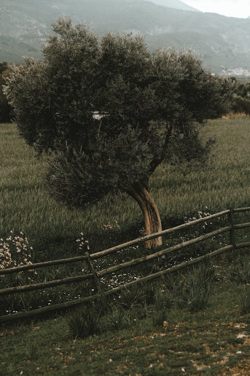  A Tree in the Countryside