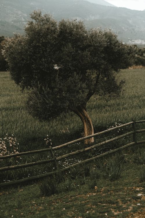 Free A tranquil countryside scene featuring a solitary tree and a rustic wooden fence under a cloudy sky. Stock Photo