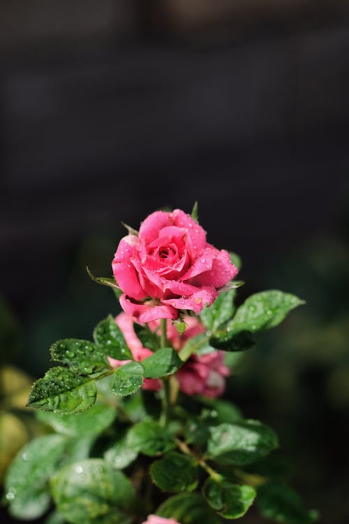 Free Pink Rose with Dewdrops Stock Photo