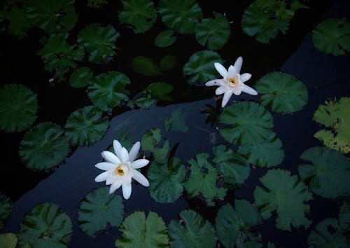 Základová fotografie zdarma na téma bílá květina, flóra, jemný