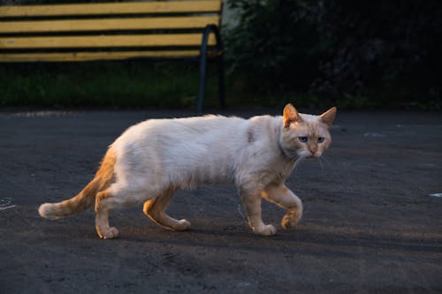 オレンジ色の猫, ネコ科, ひげの無料の写真素材