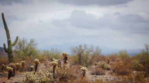 Free A tranquil desert scene featuring cacti under a cloudy sky, capturing the essence of arid landscapes. Stock Photo
