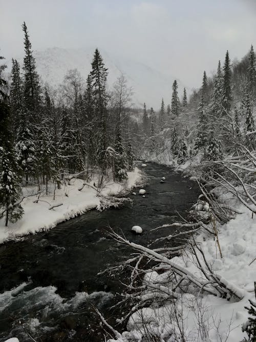 Free A River Between Trees on a Snow Covered Ground Stock Photo