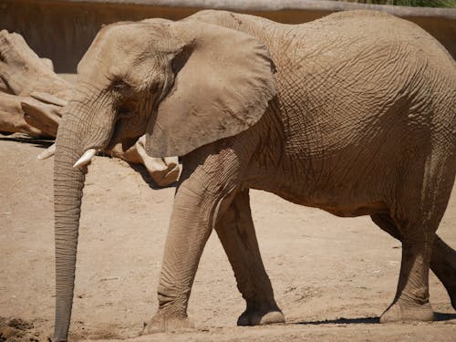 Photo of an Elephant Walking