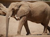 Brown Elephant Walking on Brown Sand