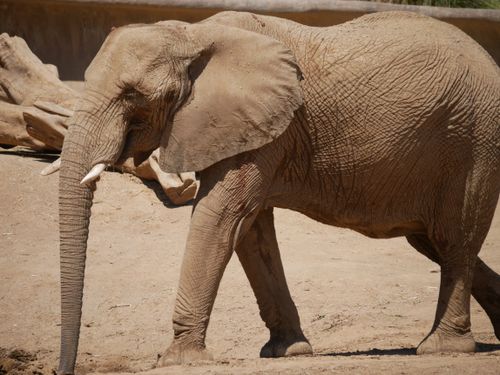 Free African elephant walking in a sunlit zoo habitat showcasing its majestic tusks and textured skin. Stock Photo