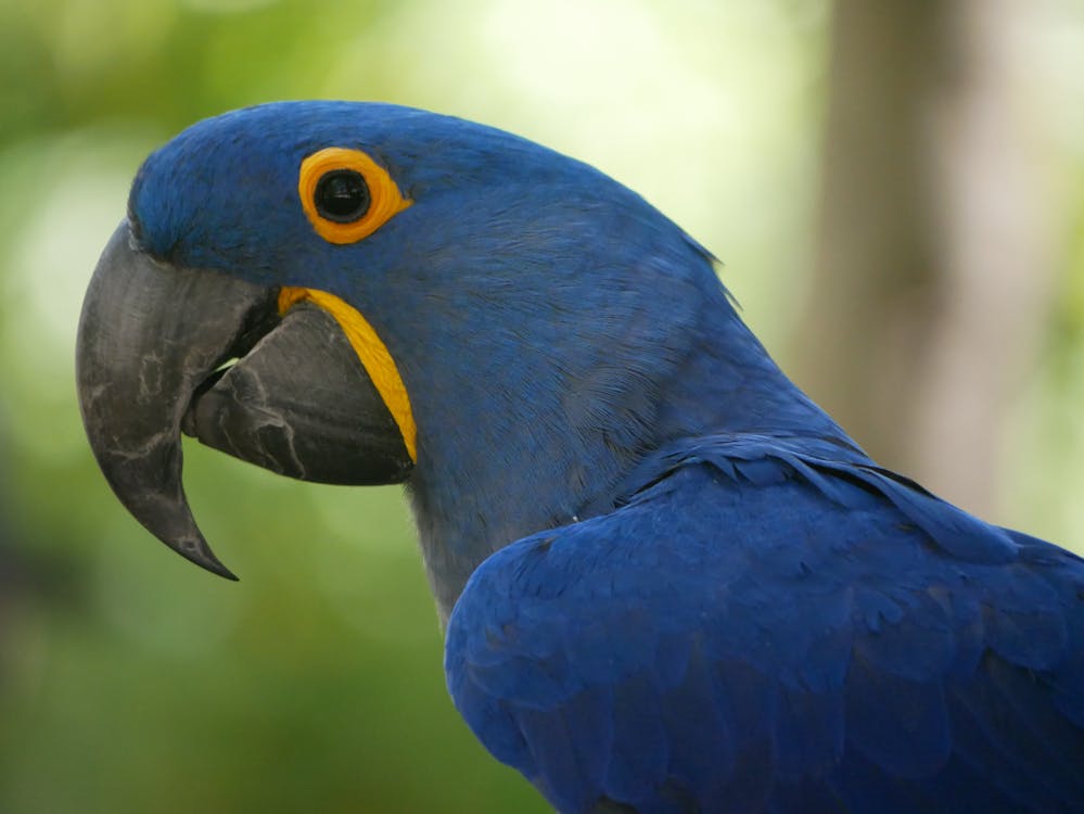 Close-Up Shot of a Blue Parrot