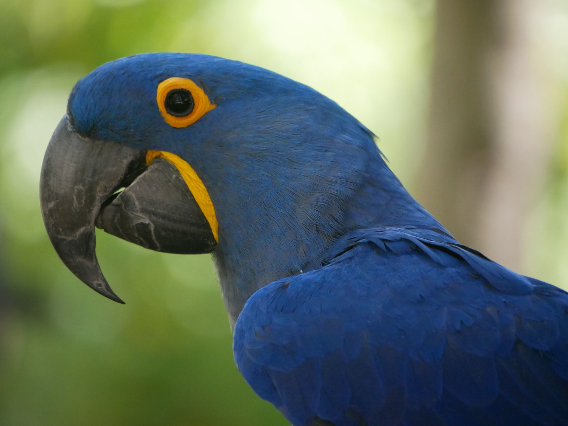 Detailed close-up of a blue Hyacinth Macaw with striking yellow eye rings and beak.