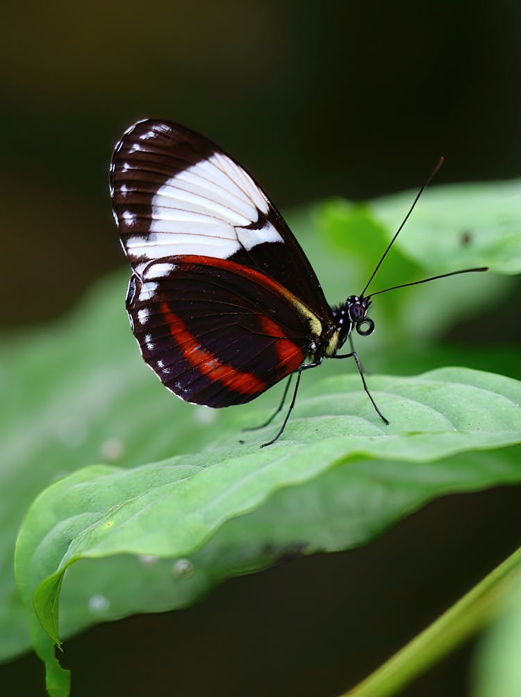 Macro Photography Of A Milkweed Butterfly On A Green Leaf