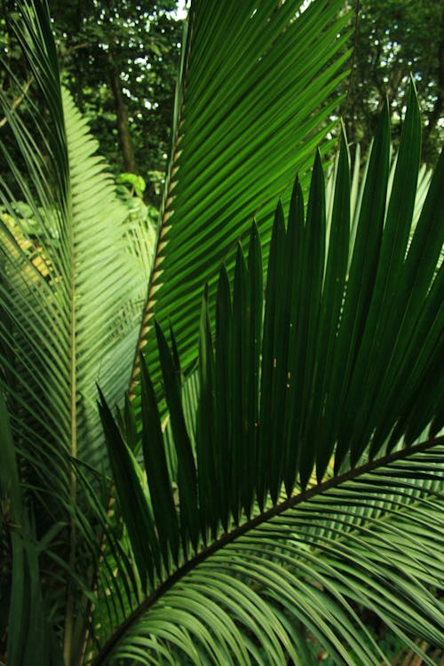 Close Up Photo of Green Palm Leaves