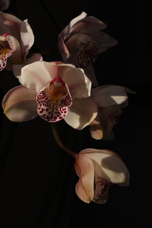 Free Orchid Flowers in Black Background Stock Photo