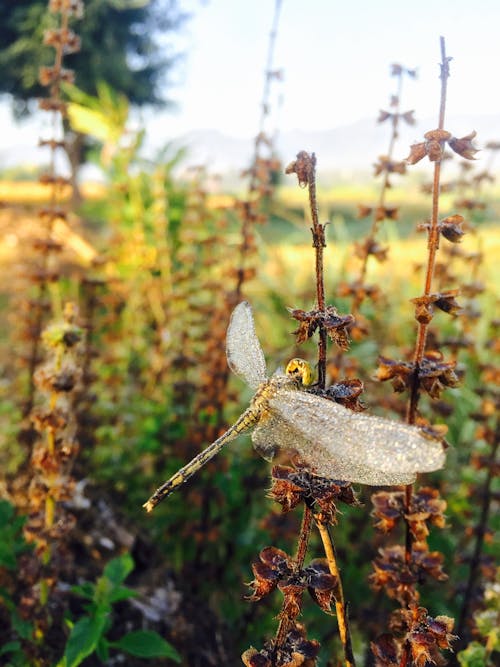 Foto d'estoc gratuïta de Chiang Mai, iphone 6 plus, libèl·lula