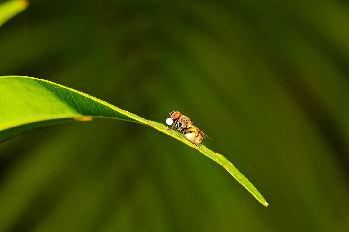 Macro Shot of a Fly on a Green Leaf
