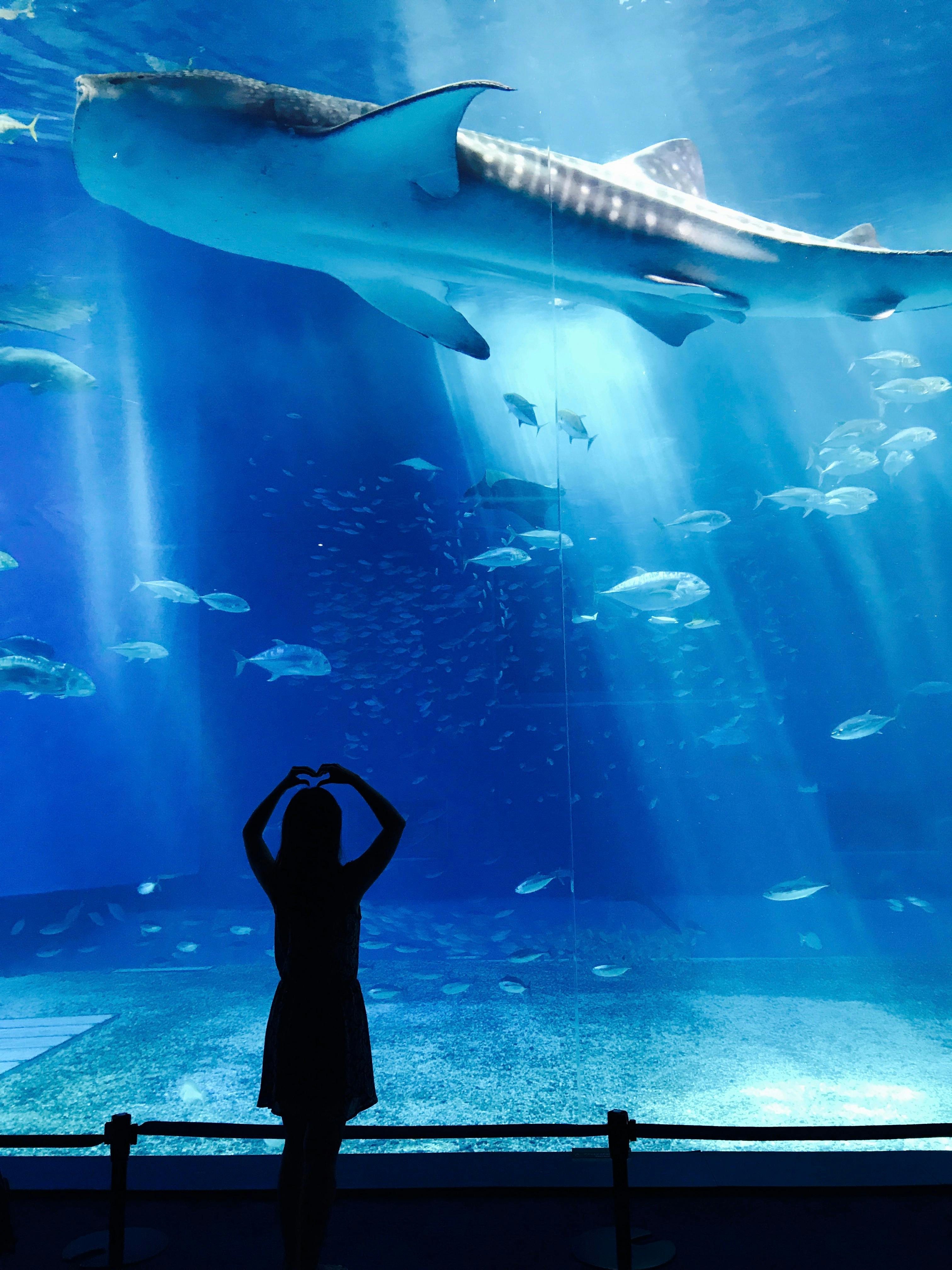 Aquarium Photos, Download The BEST Free Aquarium Stock Photos & HD Images