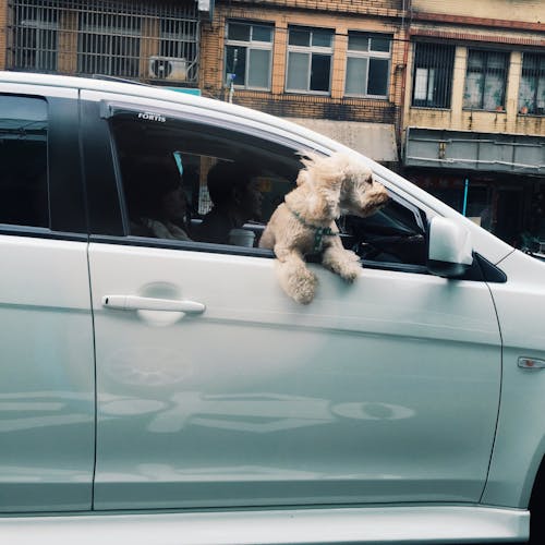 Grey Car for road trip with dog