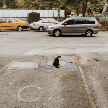 在安静的街道上，一只黑猫坐在停车场里，周围停满了汽车