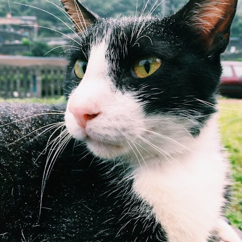 Fotografia Di Close Up Di Tuxedo Cat