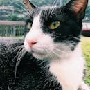 一只黑白相间的家猫，黄色眼睛，在户外警觉地出现在特写镜头中