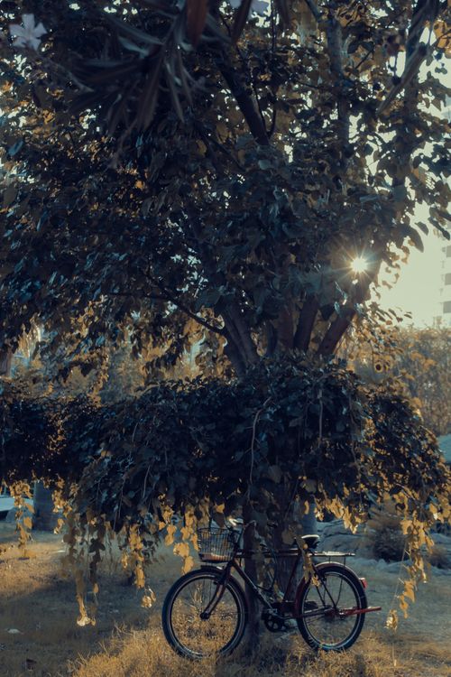 Free A peaceful scene of a bicycle leaning against a tree with sunlight filtering through leaves. Stock Photo