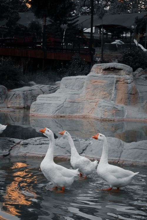 Free White geese gracefully standing in a serene park lake with rock formations. Stock Photo