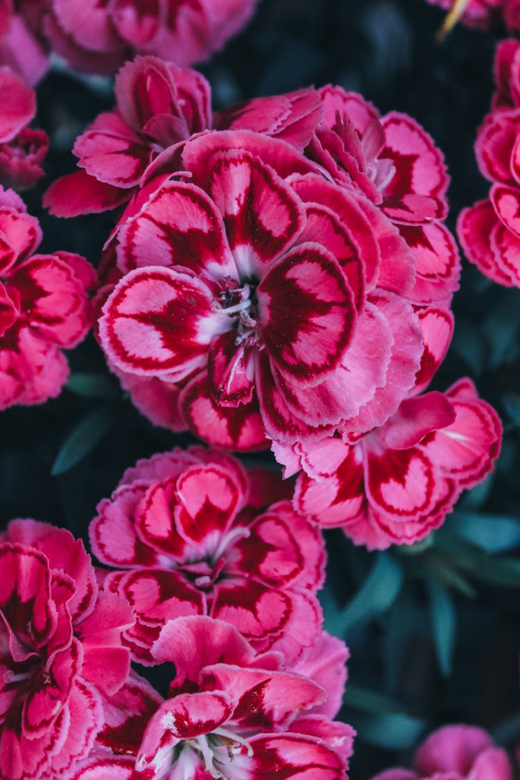 Pink Dianthus Flowers In Close-up Photography