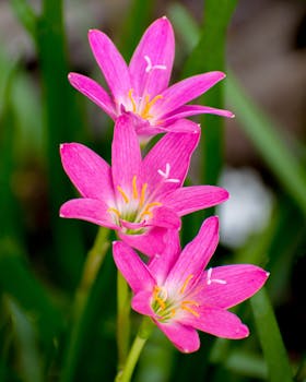 Vivid pink Zephyranthes flowers captured outdoors, highlighting their fresh elegance.