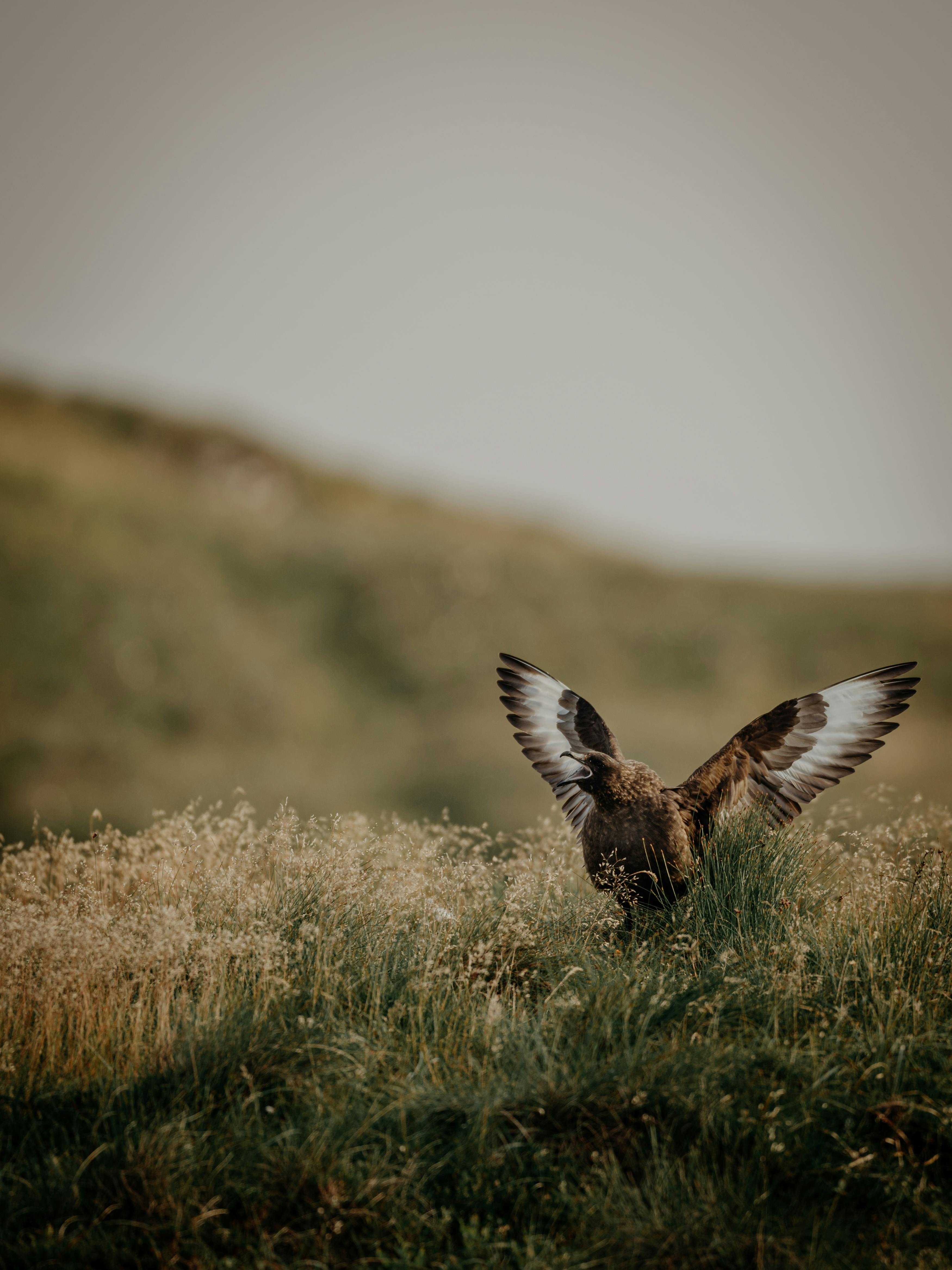 Golden eagle spreading its wings in a grassy field, captured in a serene outdoor setting.