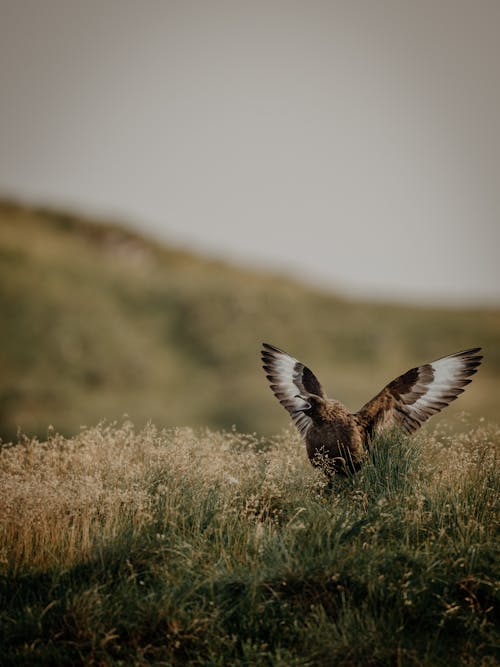 Bird spreading its Wings 