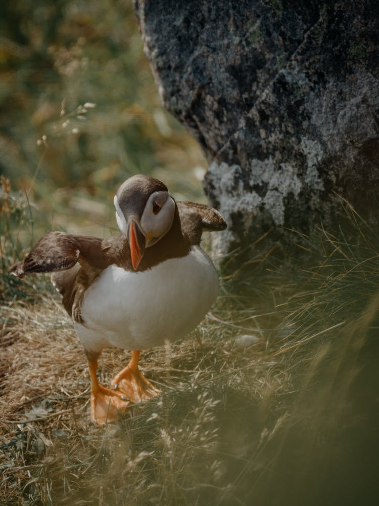 An Atlantic Puffin Extending Its Wings