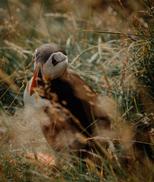 Close-up Photo of an Atlantic Puffin
