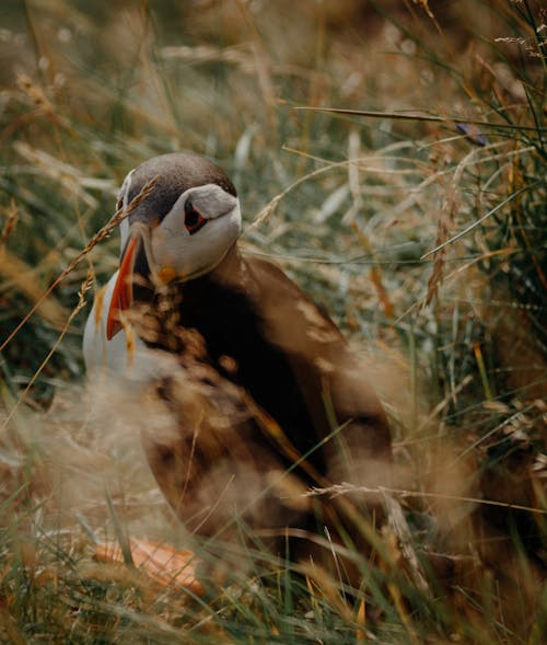 Ilmainen kuvapankkikuva tunnisteilla atlantin puffin, eksoottinen, kyyhöttävä