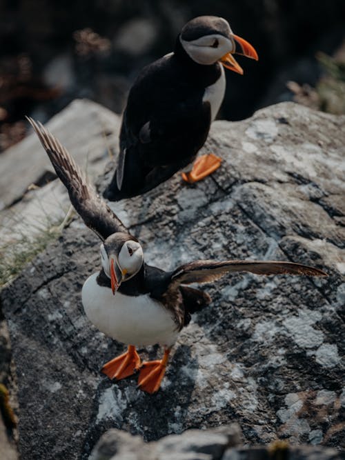 Two Atlantic Puffins Sitting on a Rock 