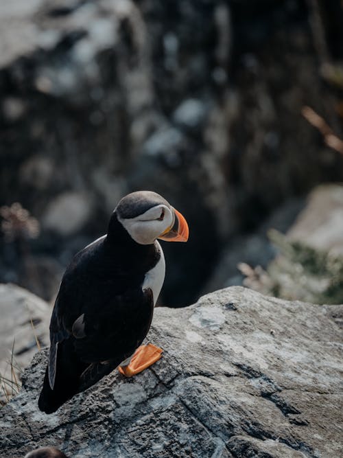 Black and White Bird on Gray Rock Formation