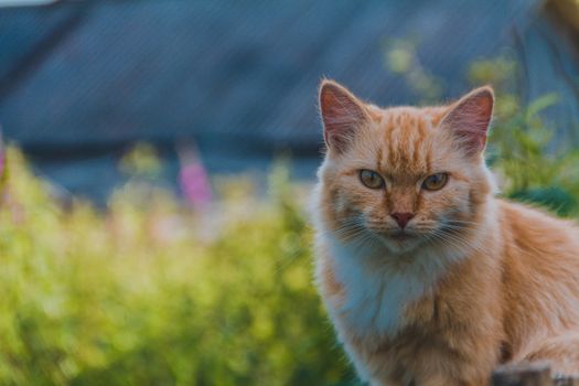 Ginger tabby cat sitting outdoors with focused gaze and blurred background.