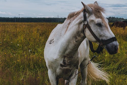 Gratis stockfoto met detailopname, dierenfotografie, huis