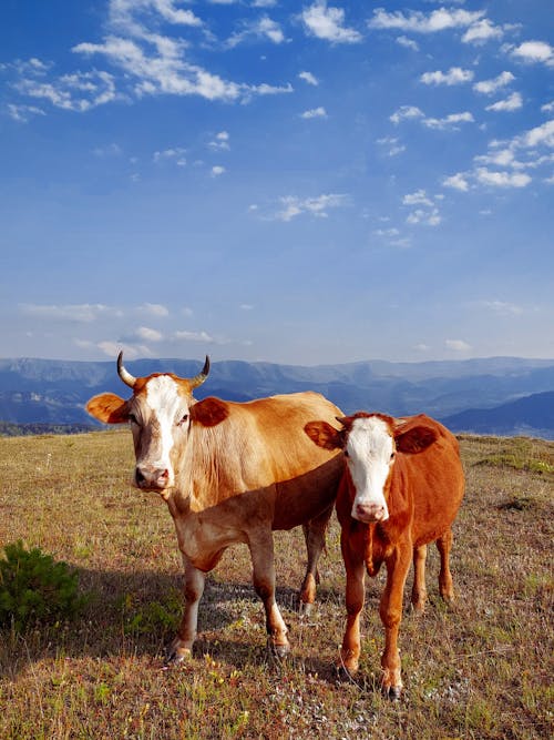Cows on Field on Hill in Mountain Landscape