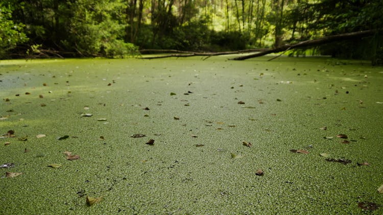 River Surface Covered In Duckweed