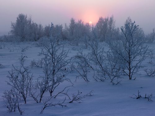 Free Stunning snowy landscape featuring bare, frost-covered trees under a colorful sunset. Stock Photo