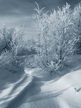 Serene winter landscape featuring snow-covered bare trees under a cold dawn sky.