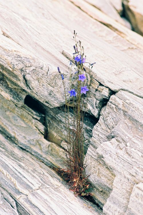 Free Close-up of vibrant blue bellflowers thriving in a rugged rock crevice, symbolizing strength in nature. Stock Photo
