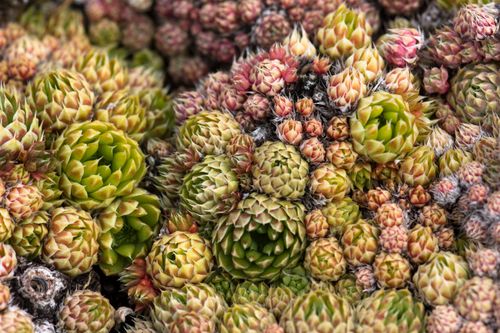 Free Vibrant close-up of a Jovibarba succulent plant showcasing intricate patterns and colors. Stock Photo